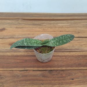 Paphiopedilum Bellatulum x Myanmaricum