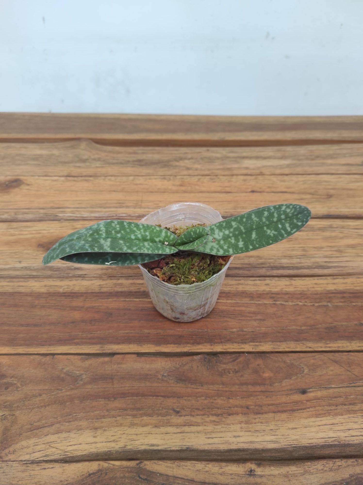 Paphiopedilum Bellatulum x Myanmaricum