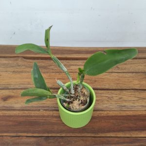 Cattleya Violacea F. Alba x Sib