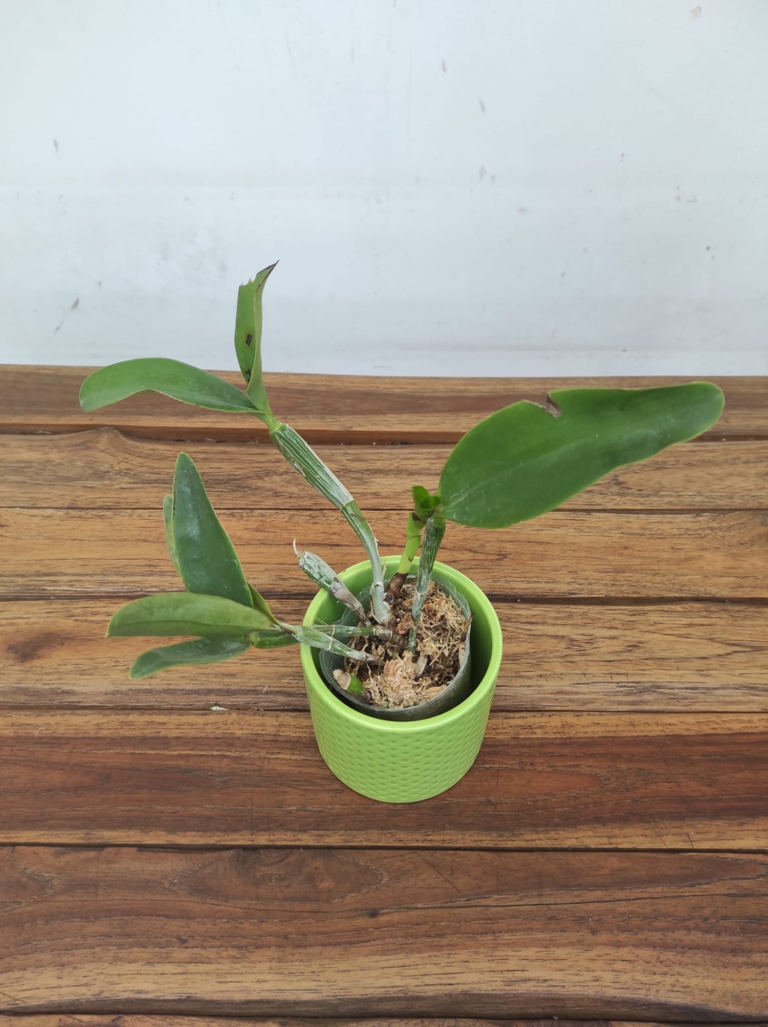Cattleya Violacea F. Alba x Sib