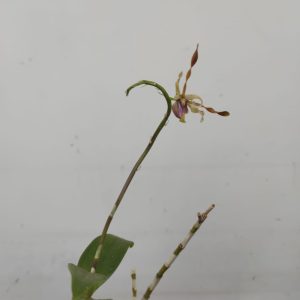 Dendrobium Taiwan Helix