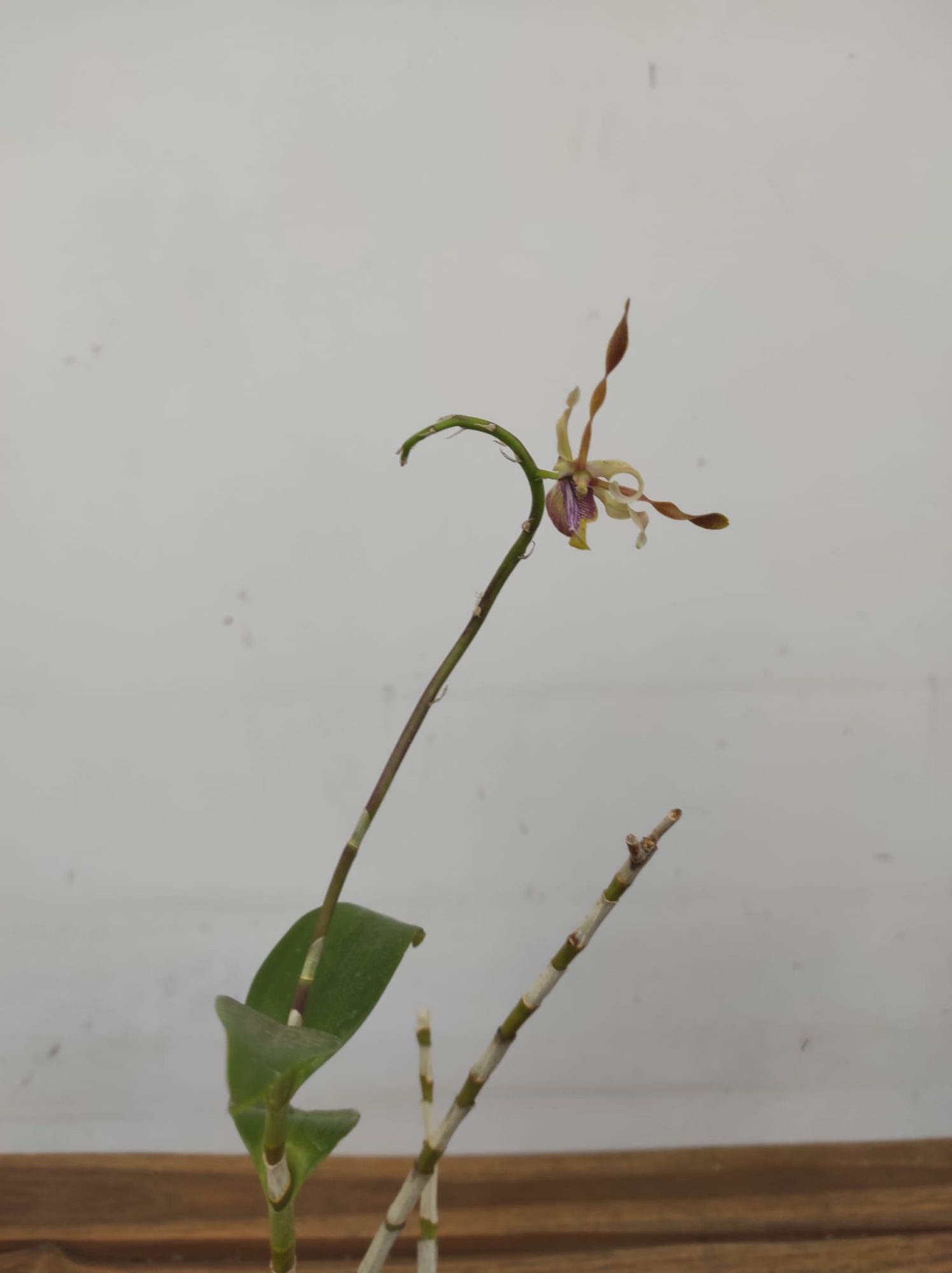 Dendrobium Taiwan Helix