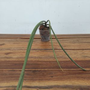Paraphalenopsis Labukensis