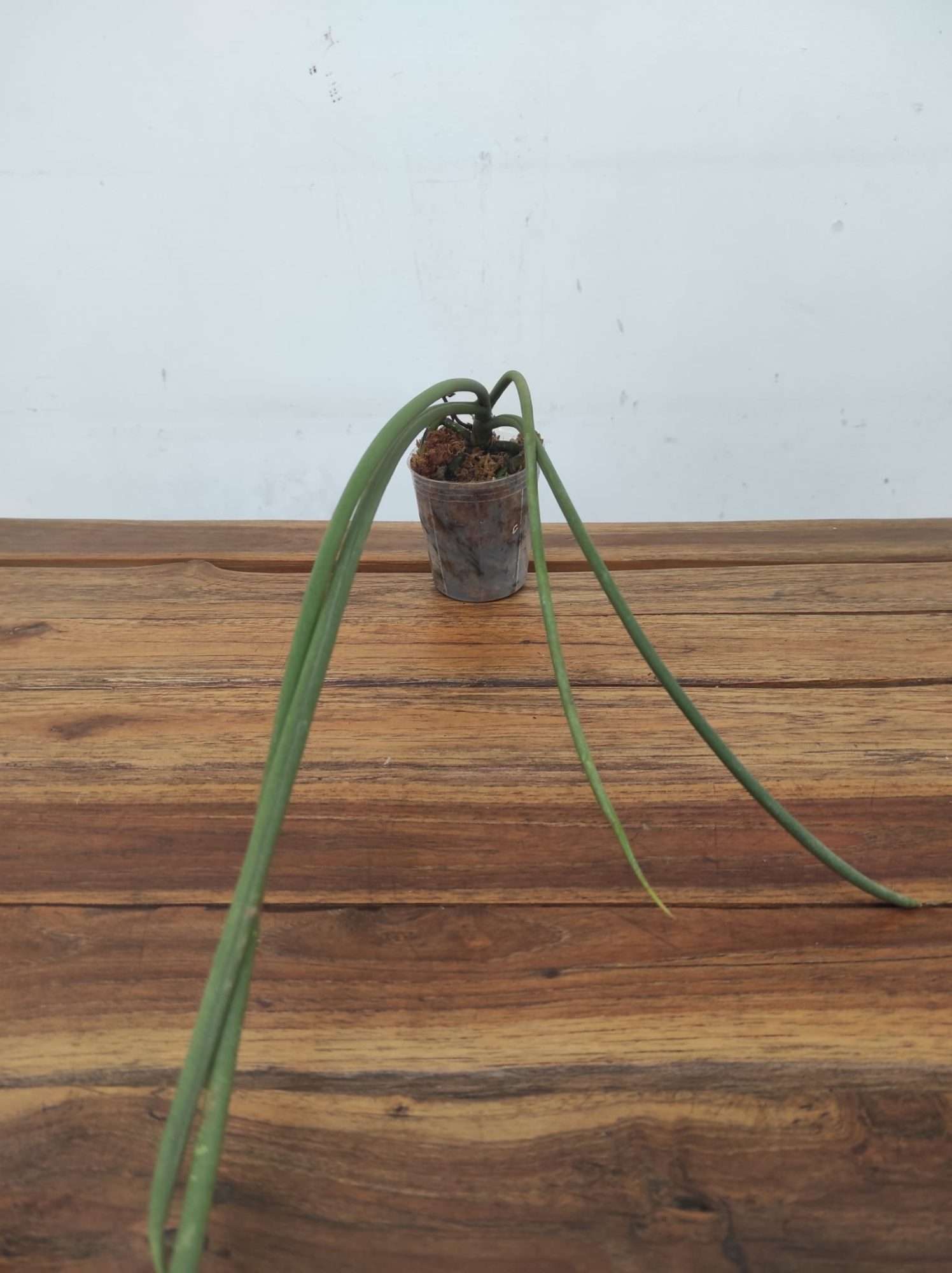 Paraphalenopsis Labukensis