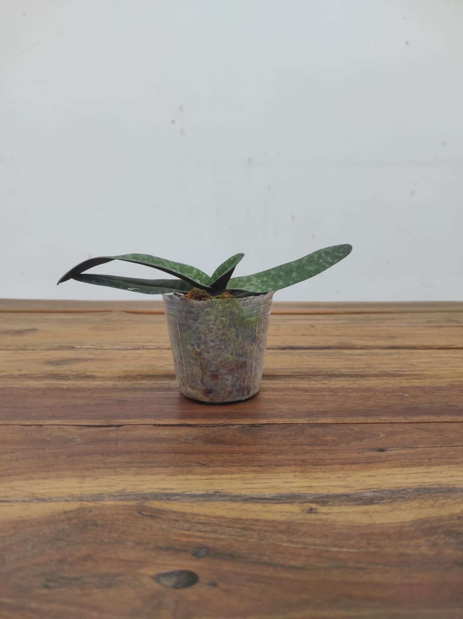 Paphiopedilum Bellatulum x Myanmaricum - Image 2