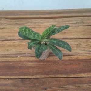 Paphiopedilum Purpuratum