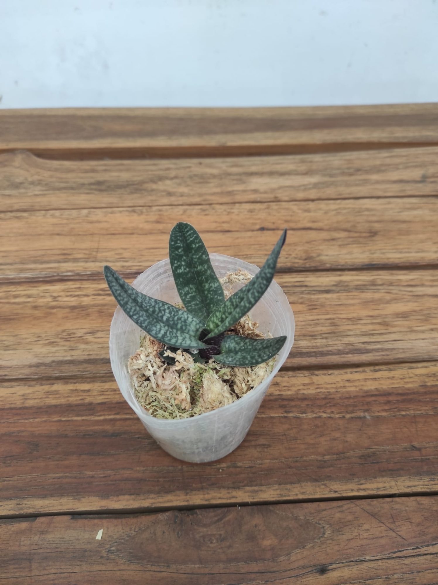 Paphiopedilum Armeniacum x Sib