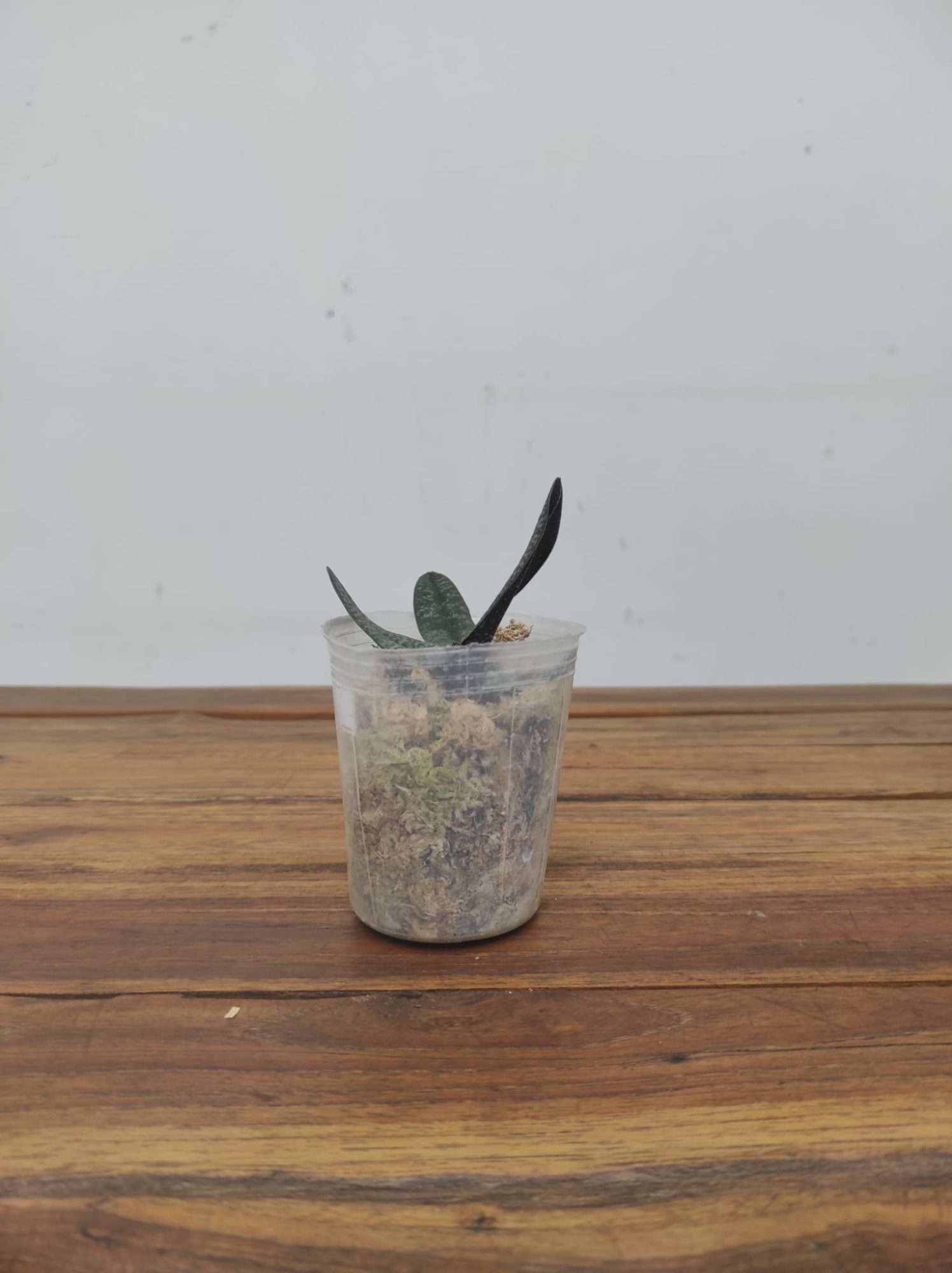 Paphiopedilum Armeniacum x Sib - Image 2