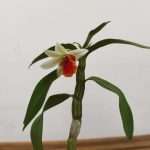 Dendrobium Jiaho Candy