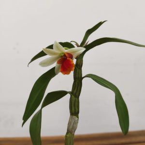 Dendrobium Jiaho Candy