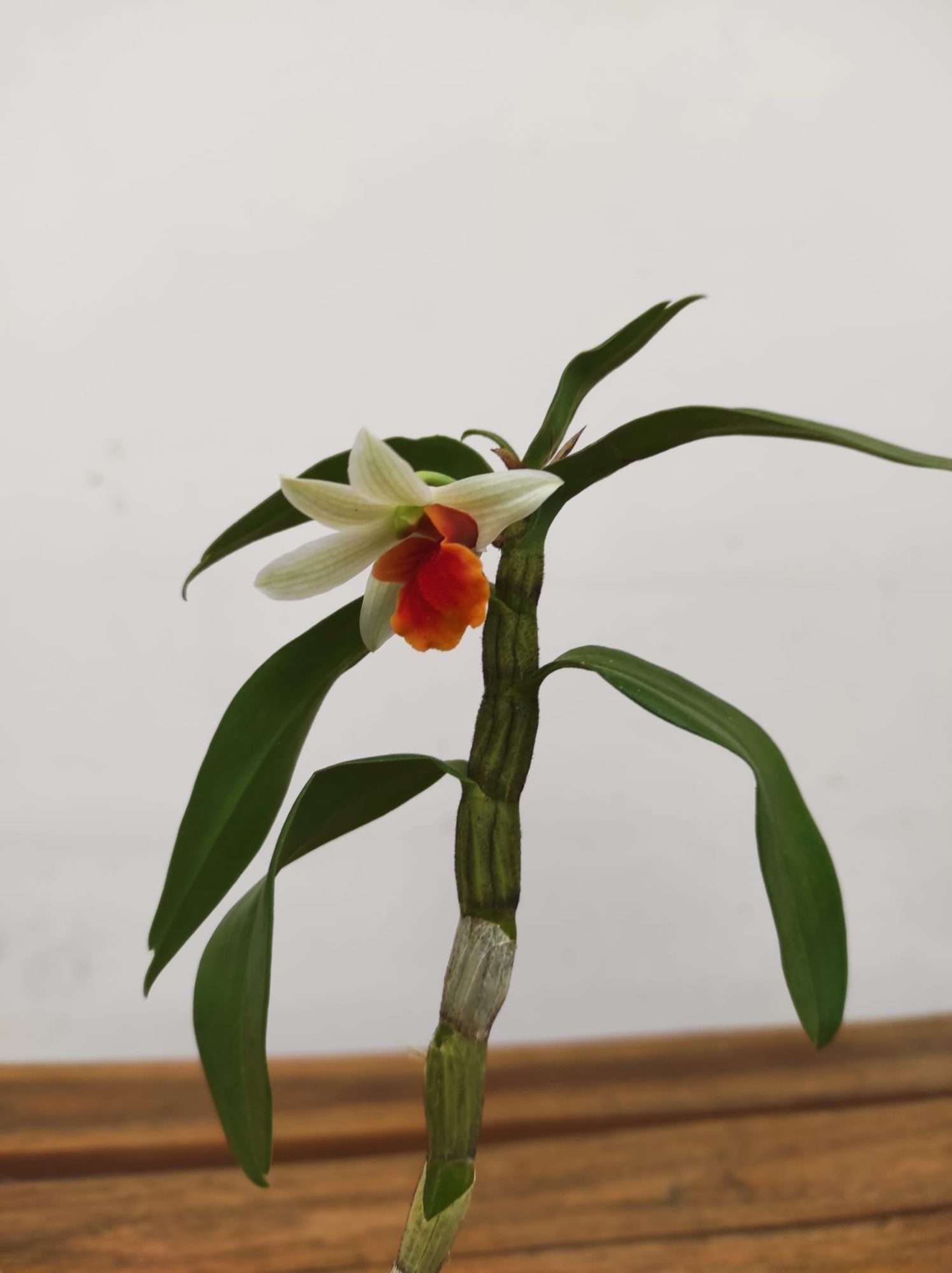 Dendrobium Jiaho Candy