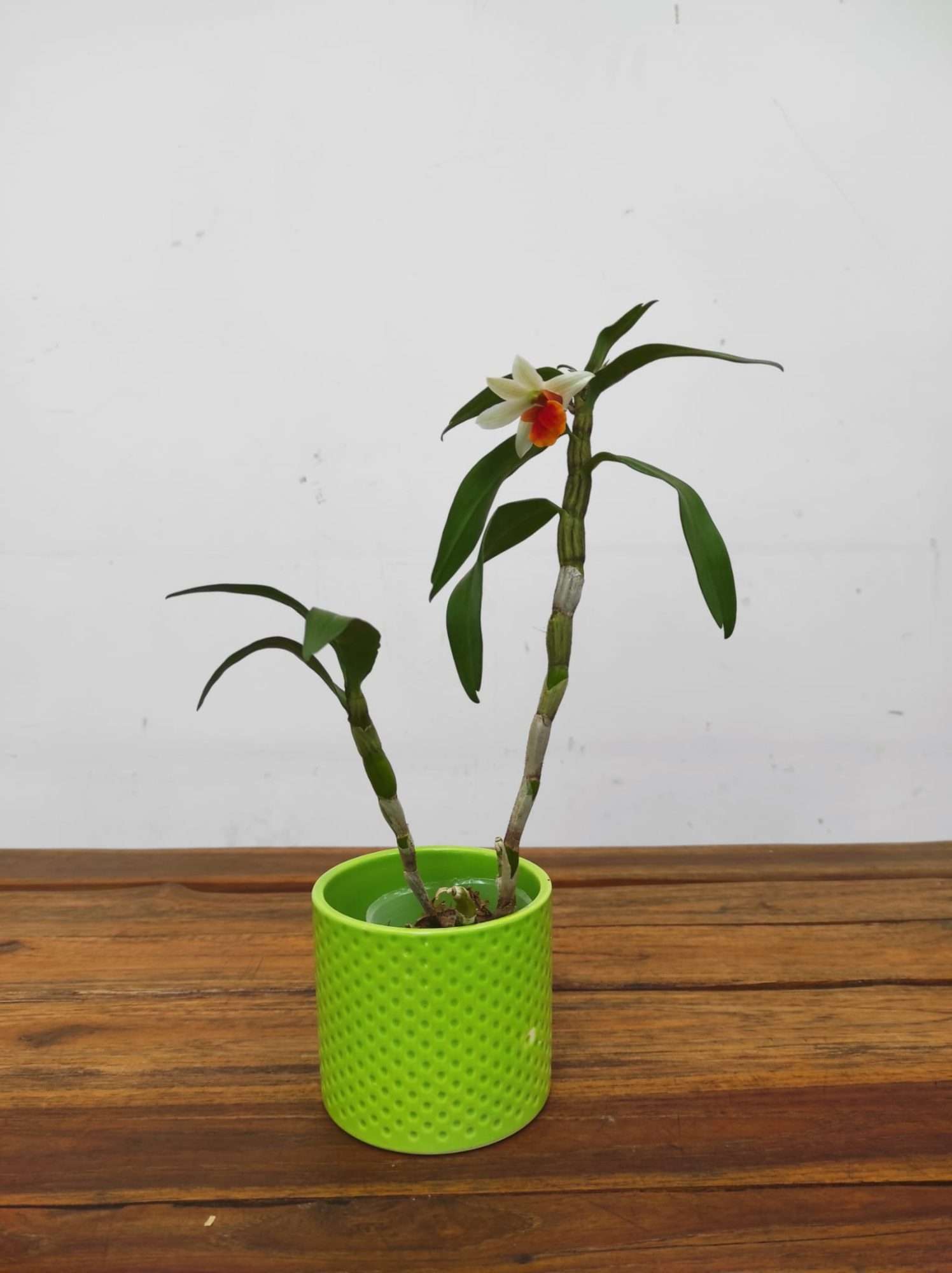 Dendrobium Jiaho Candy - Image 2