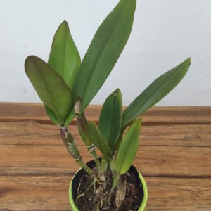 Cattleya Rth. Shinfong Little Sun 'Youngmin Golden Boy'