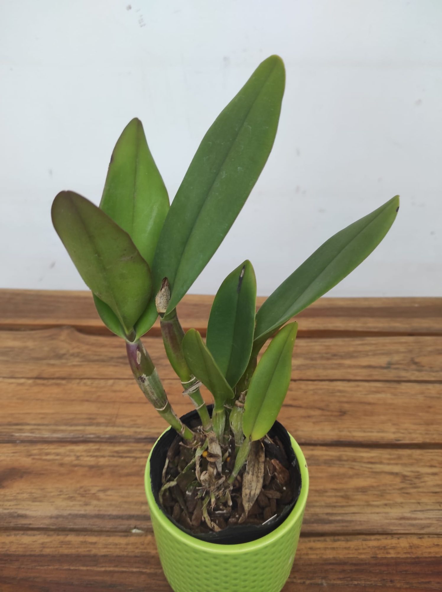 Cattleya Rth. Shinfong Little Sun 'Youngmin Golden Boy'