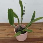 Cattleya Rlc. Golf Green 'Hair Pig'