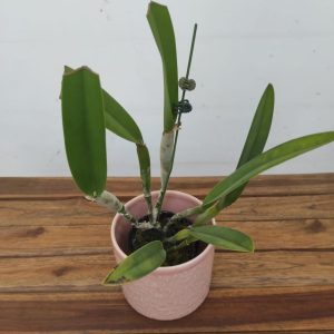 Cattleya Rlc. Golf Green 'Hair Pig'