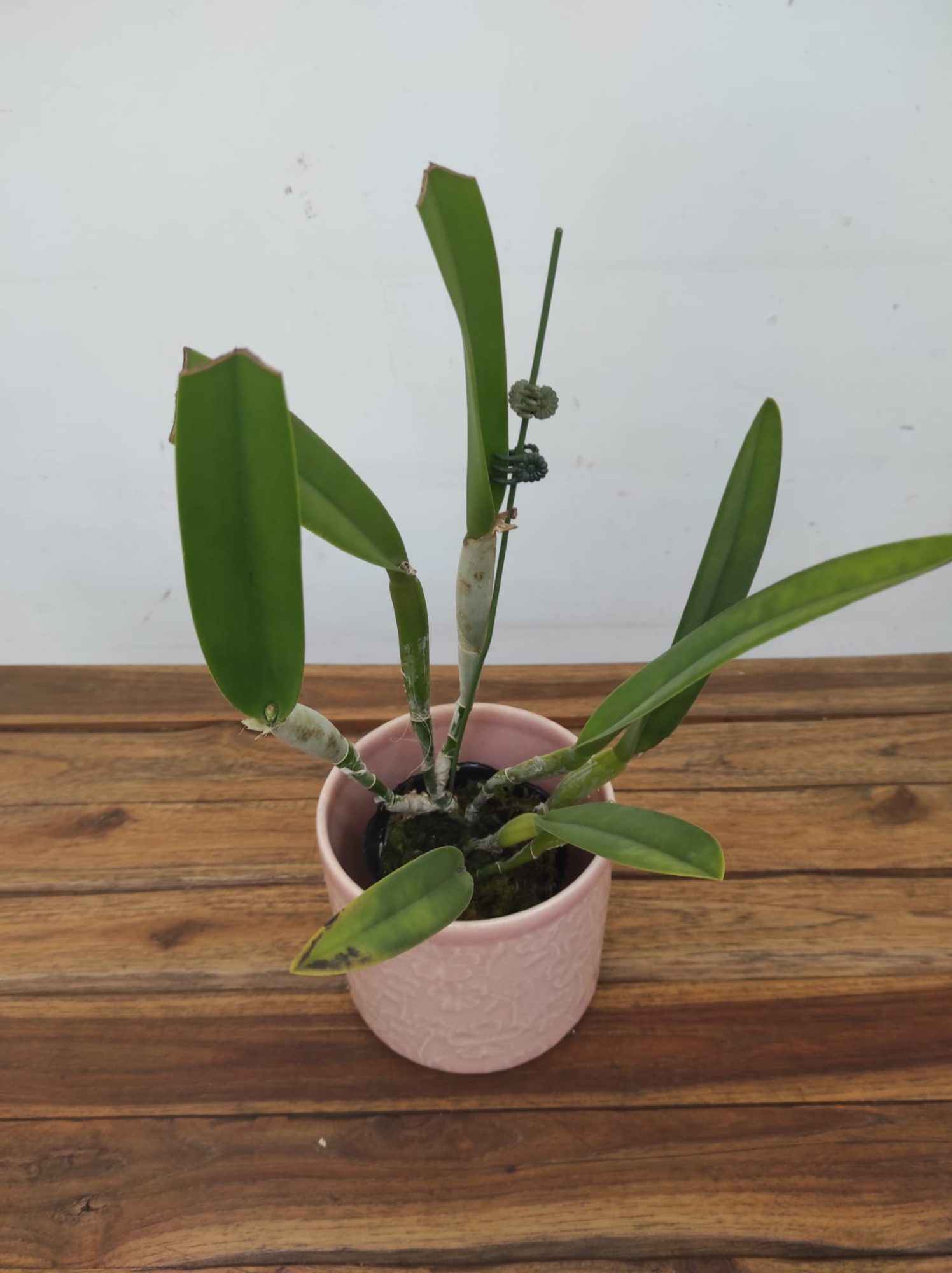 Cattleya Rlc. Golf Green 'Hair Pig'