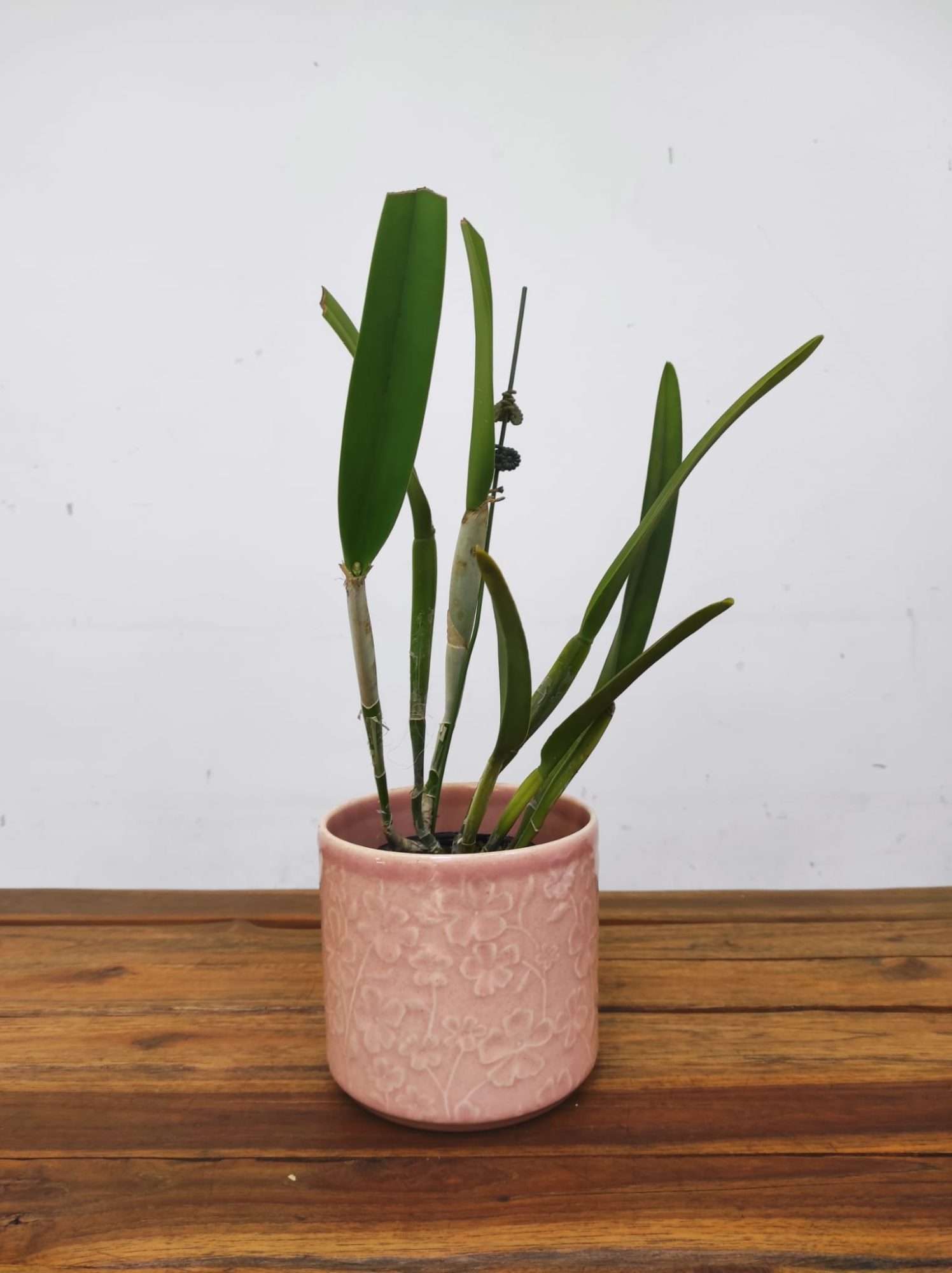 Cattleya Rlc. Golf Green 'Hair Pig' - Image 2