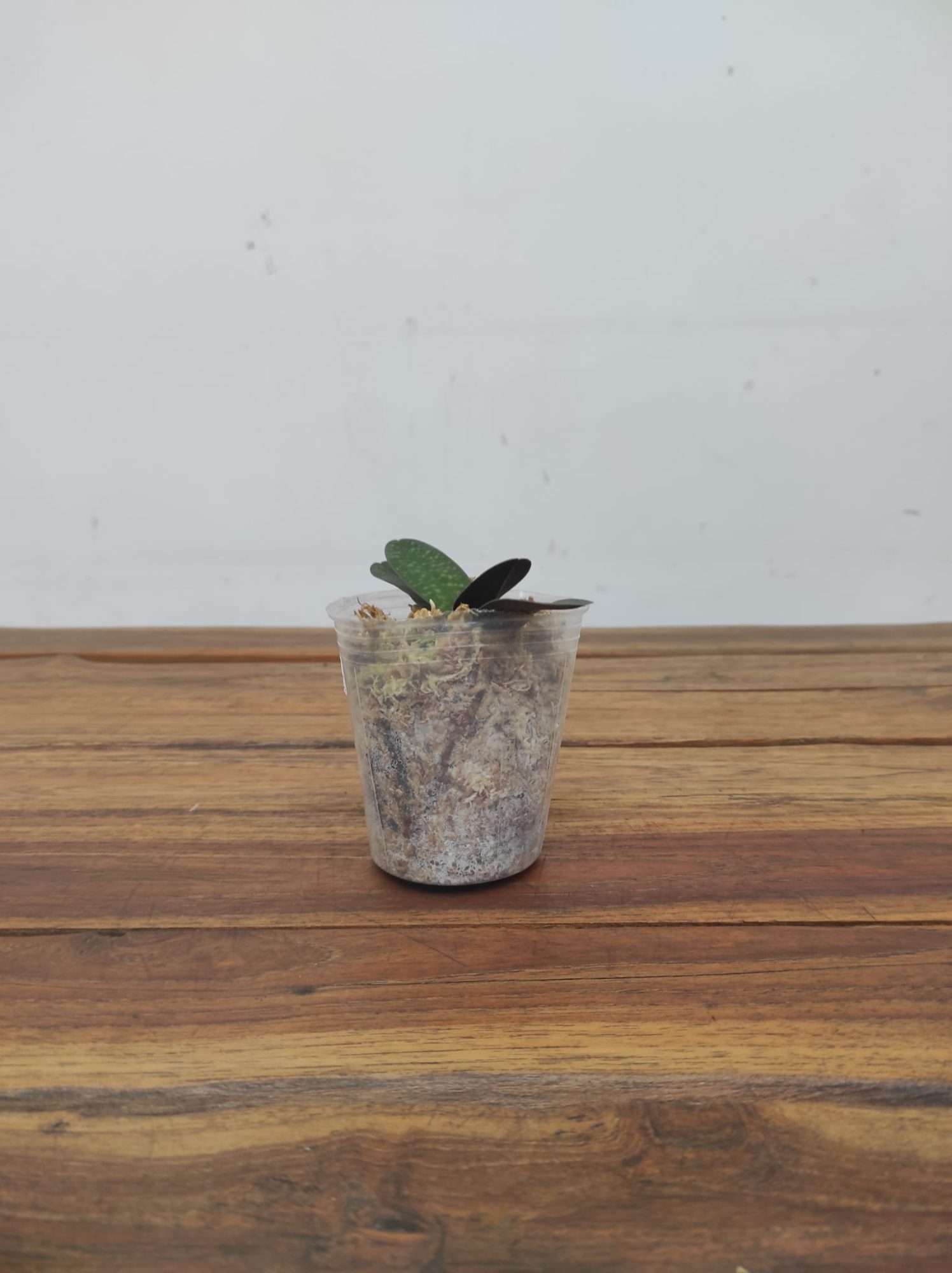 Paphiopedilum Thaianum x Sib - Image 2