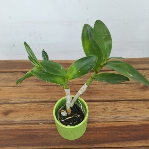 Dendrobium Arcadia Twist