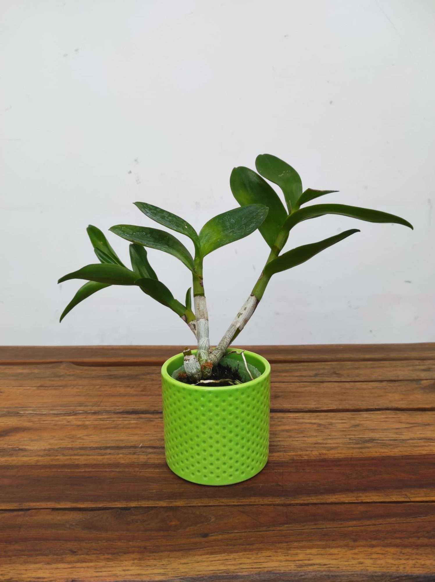 Dendrobium Arcadia Twist - Image 2