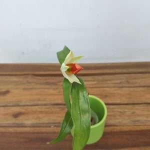 Dendrobium Sweet Dawn