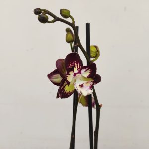 Phalaenopsis Limited – 2 Hastes