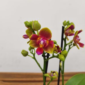 Phalaenopsis Limited – 2 Hastes