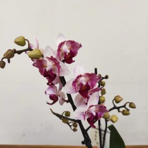 Phalaenopsis Limited – 2 Hastes