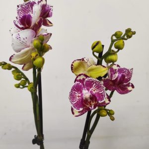 Phalaenopsis Limited – 2 Hastes