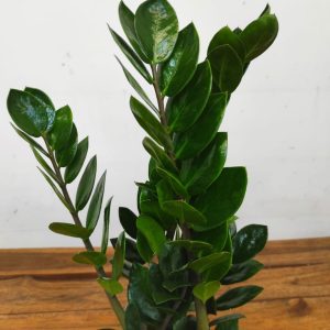 Zamioculcas Zamiifolia 'Lima'