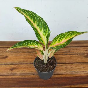 Aglaonema 'Eyecatcher'