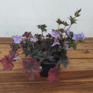 Geranium Sang.