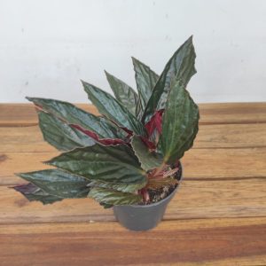 Begonia Leaf  Hatacoa Rubrifolia