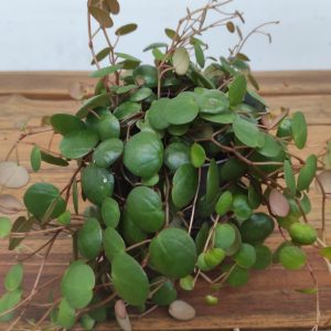 Peperomia Pepperspot