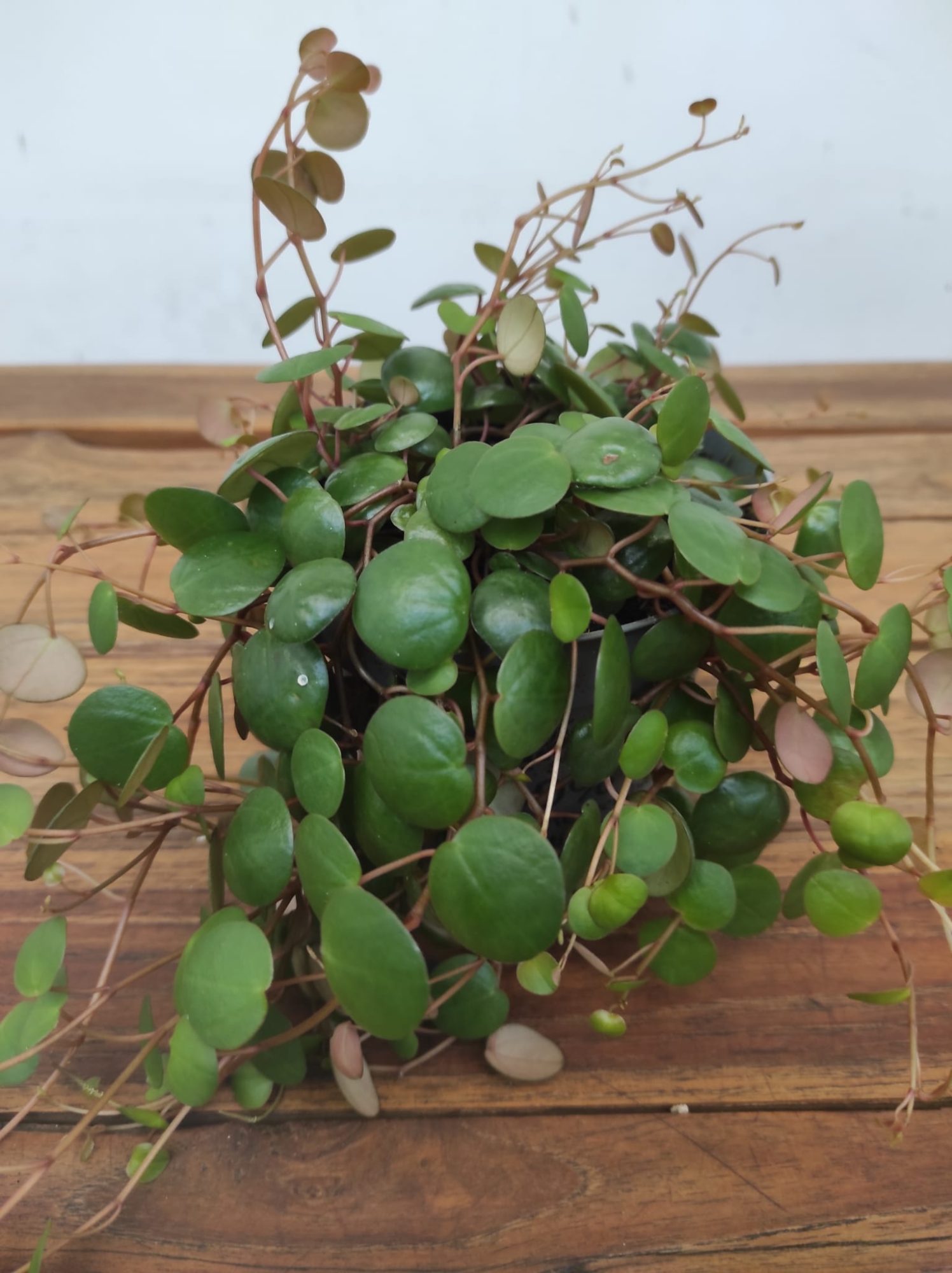 Peperomia Pepperspot