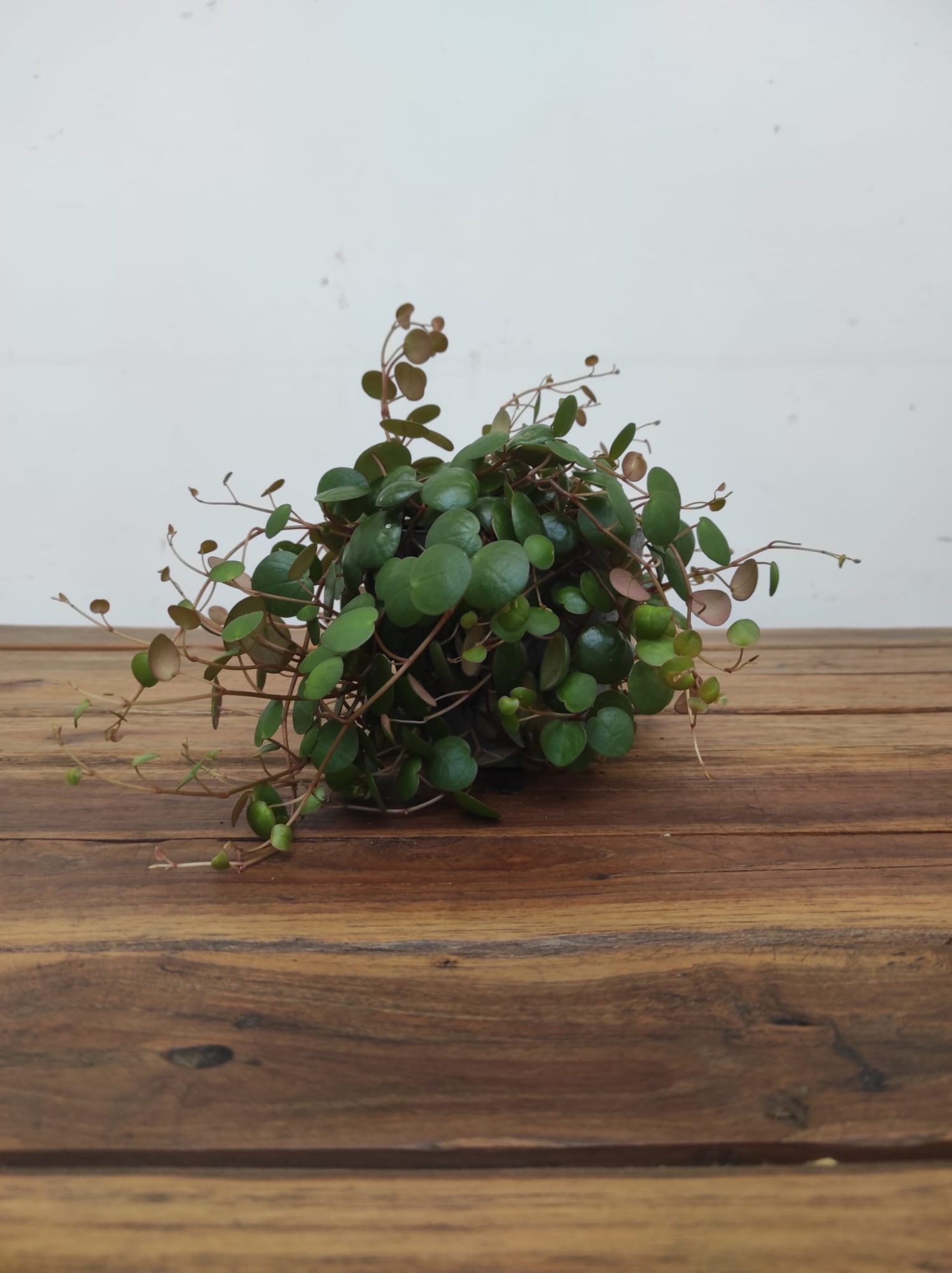 Peperomia Pepperspot - Image 2