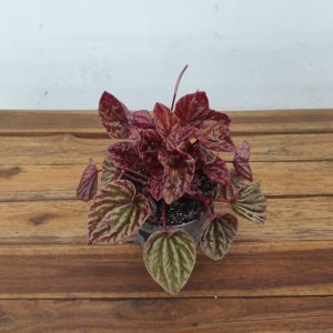 Peperomia Cape. Quito