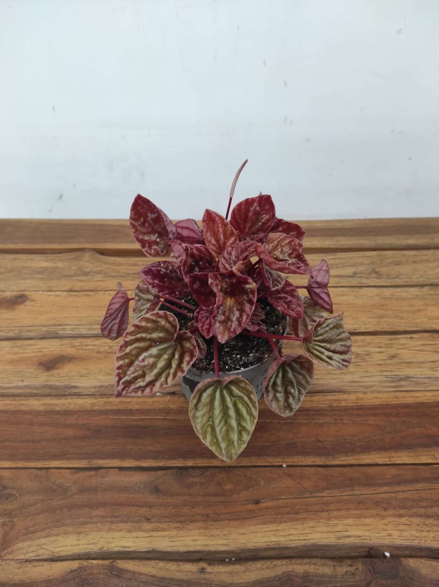 Peperomia Cape. Quito
