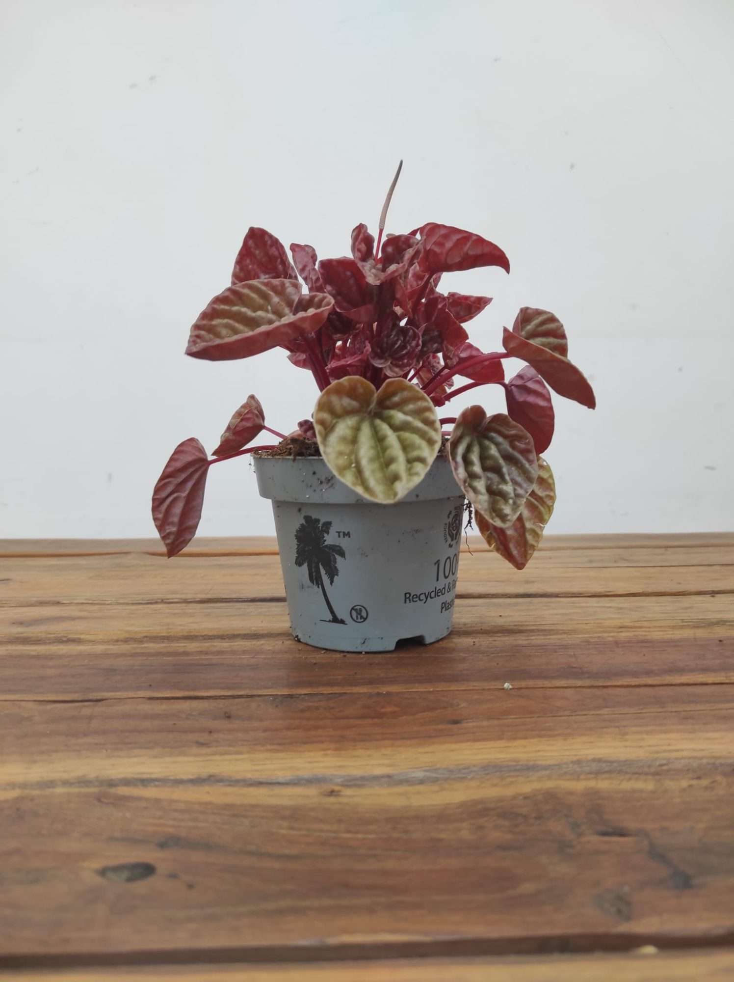 Peperomia Cape. Quito - Image 2