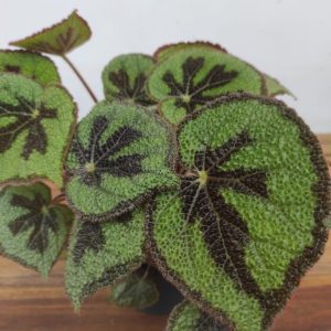 Begonia  Special Mausiana