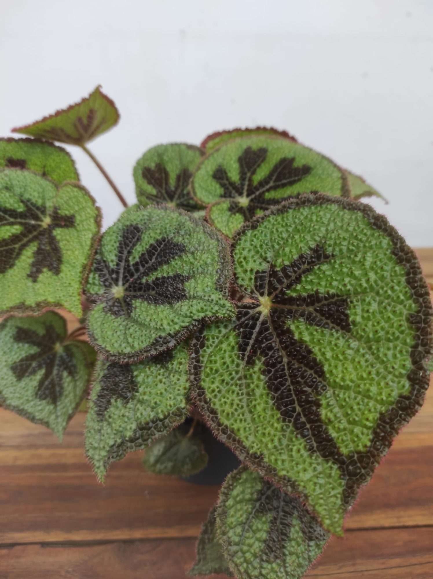 Begonia Special Mausiana