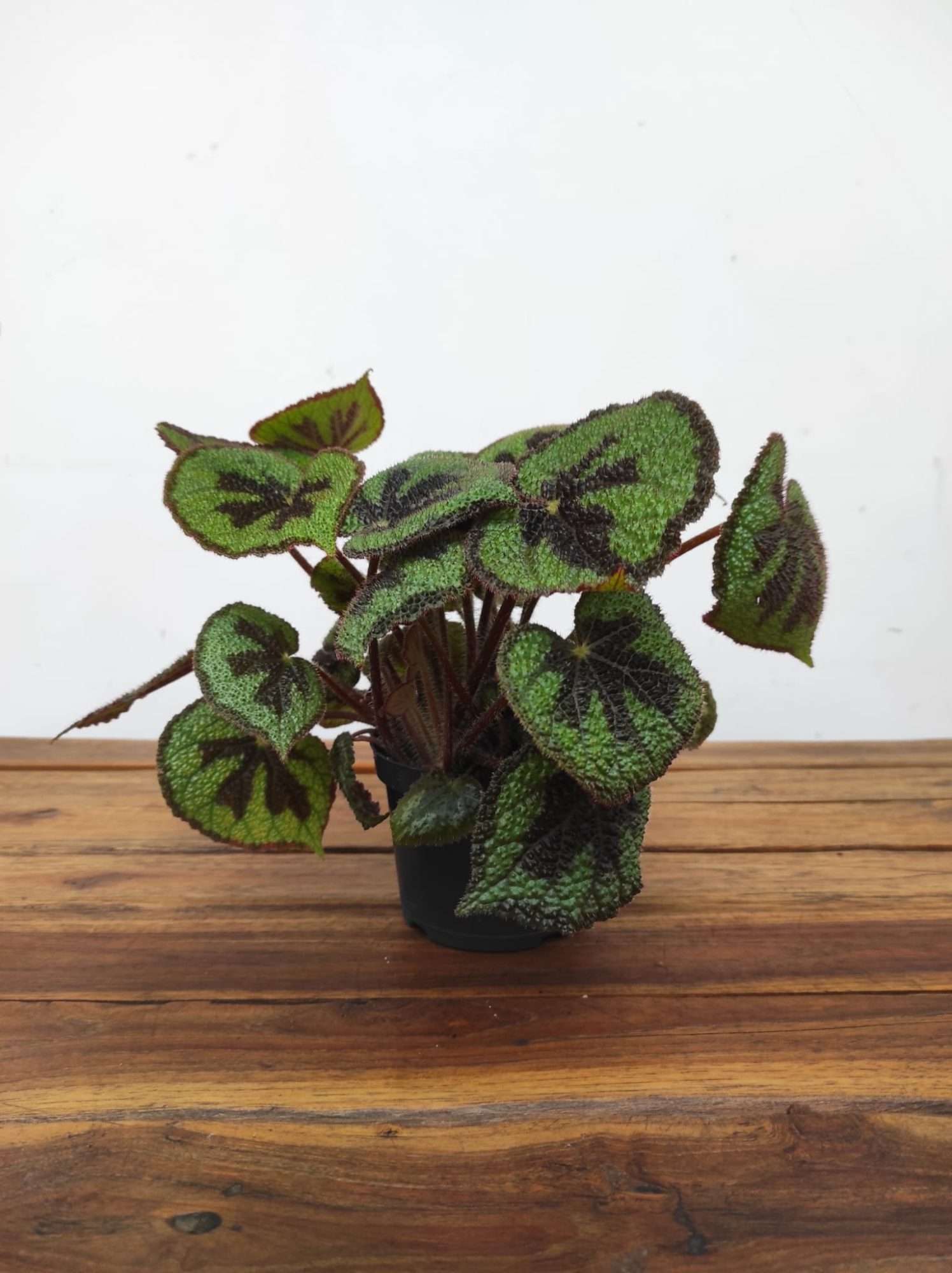 Begonia Special Mausiana - Image 2