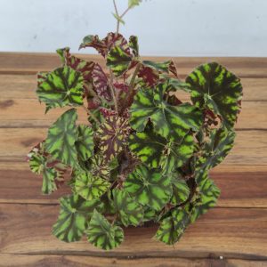 Begonia  Rex Spirit Of Mauritius