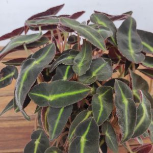 Begonia Special Listrada