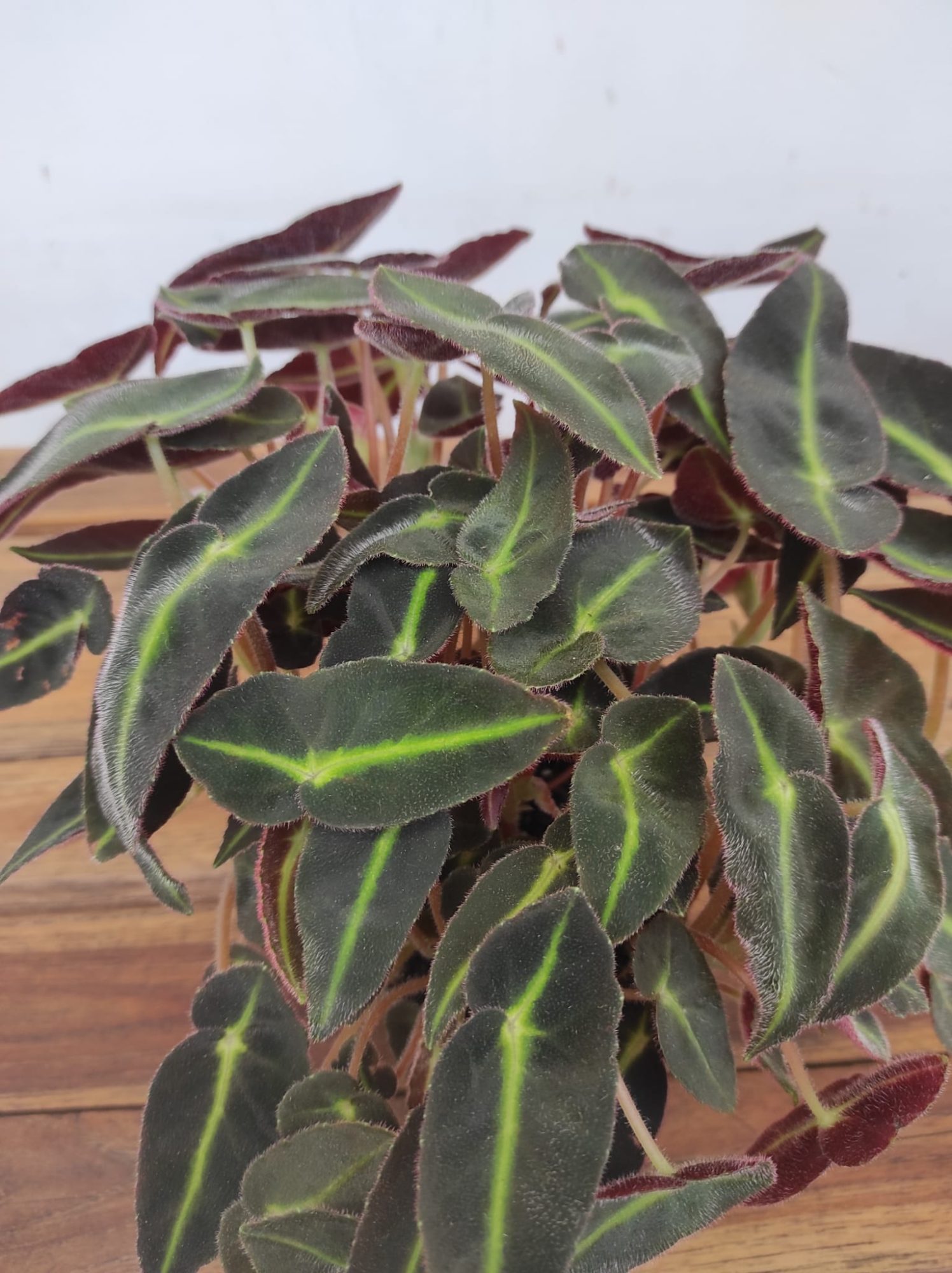 Begonia Special Listrada