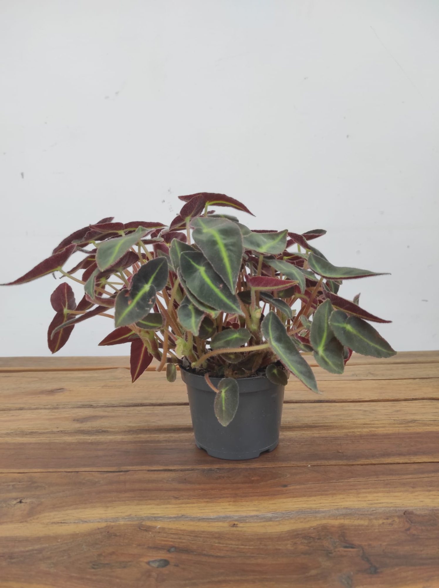 Begonia Special Listrada - Image 2