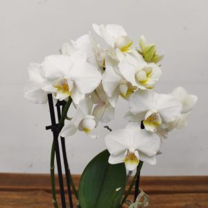 Phalaenopsis - 2 Hastes
