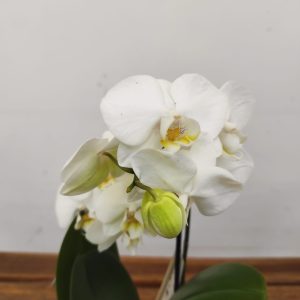 Phalaenopsis - 1 Haste