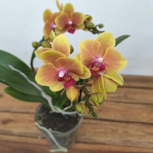 Phalaenopsis - 2 Hastes